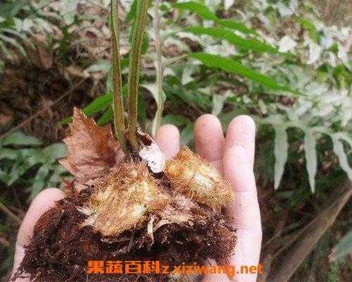 石塘生姜种植视频教程（石姜生长在什么地方）-图2