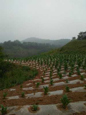 河南三门峡适合种植生姜吗（河南三门峡能种生姜吗）-图3