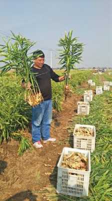 赵县生姜种植在哪里（赵县韩村生姜种植电话）-图1