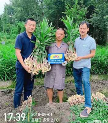 广西田东生姜（广西生姜种植技术）