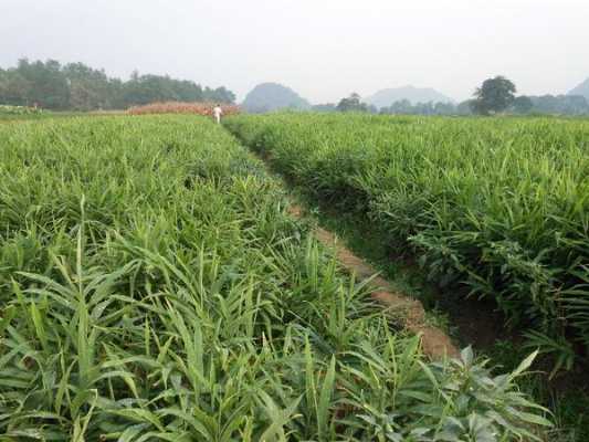 上饶生姜种植（生姜种植园）