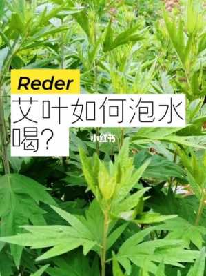 艾草生姜蜂蜜治感冒有用吗（艾叶生姜蜂蜜能一起喝吗）-图2