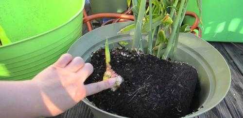 生姜怎么种植花盆（花盆生姜的种植视频教程）-图1