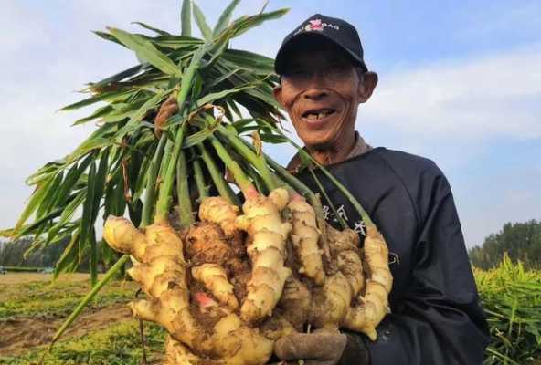 南方什么地方种生姜最多（生姜适合在南方种植吗）-图3