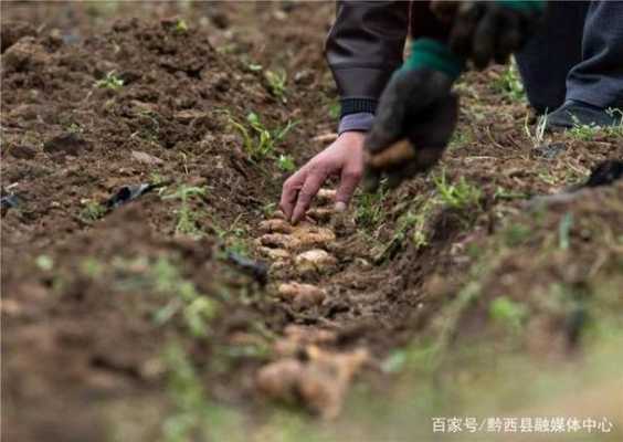 生姜种植小妹（生姜种植小妹妹视频）-图1