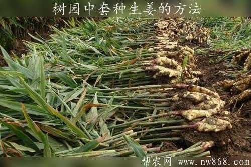 种植生姜讲座（生姜种植教学视频）-图3