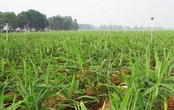 生姜种植距离多大为宜（生姜种植行距多少厘米?株距多少厘米?）-图1