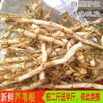 生姜茅草根苇子根（生姜 根）