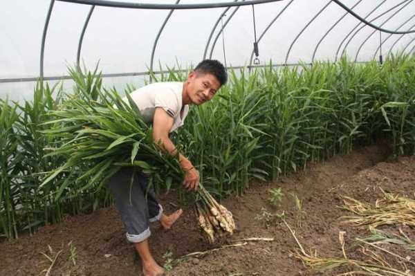 生姜种论坛（生姜2万斤高产种植视频）-图3