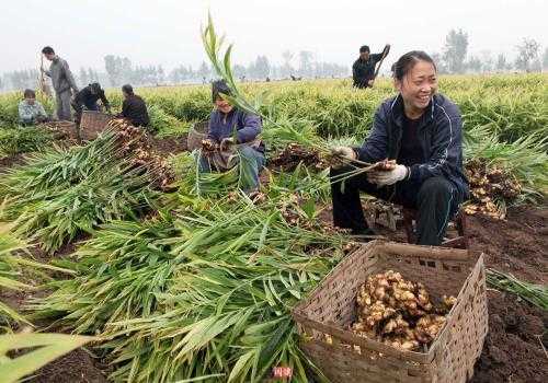 安徽界首生姜（安徽界首生姜种植基地）