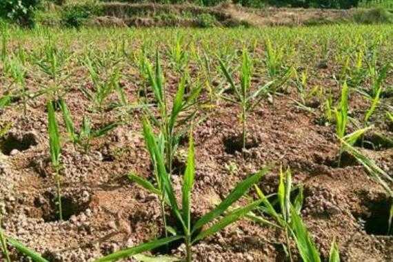 遂宁生姜种植（四川生姜种植基地价格）