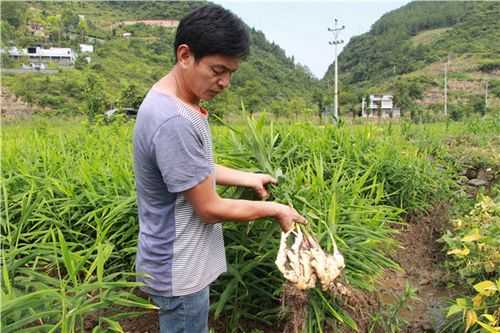 丰都生姜基地（丰润区生姜种植面积）-图1