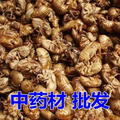 蝉蜕僵蚕附子生姜（蝉蜕僵蚕白术茯苓）-图3