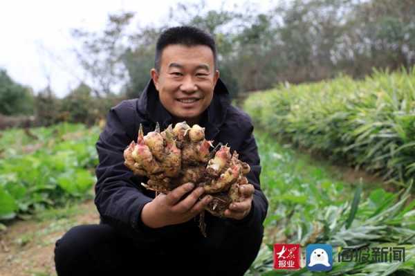 莒县峤山生姜收购（莒县生姜交易市场）-图2