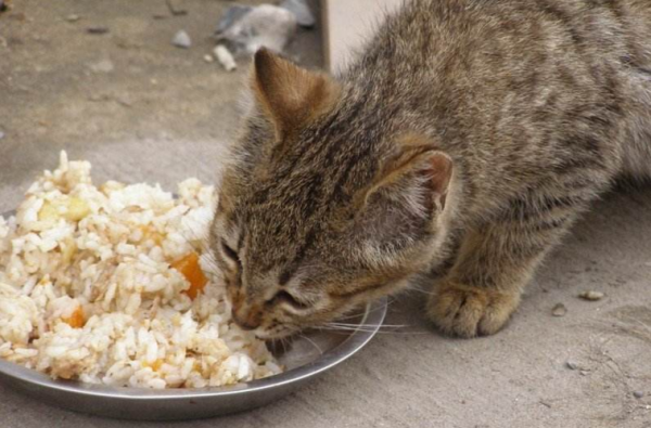 猫咪误食生姜（猫咪误食生姜怎么办）