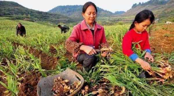 安远生姜种植基地（安远生姜种植基地在哪里）