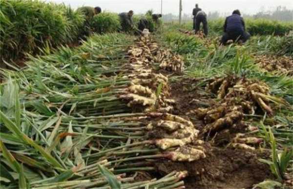 种植生姜需要遮阳率多少（种植生姜需要遮阳率多少才能种）-图1