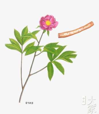 赤芍生姜赤芍（中药赤芍赤芍）-图1