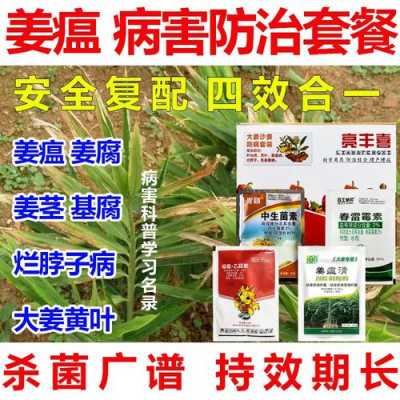 生姜瘟有什么治理方法（生姜姜瘟病最新特效药）-图1