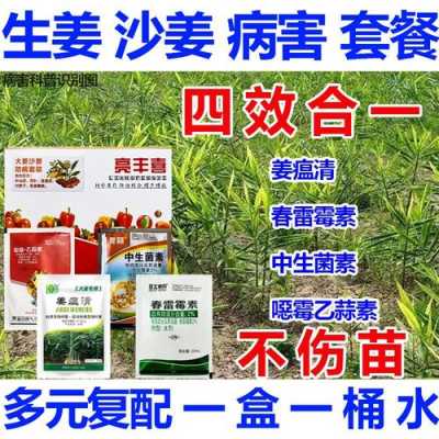 生姜发生姜瘟病能控制住吗（生姜得了瘟姜病用什么农药）-图3