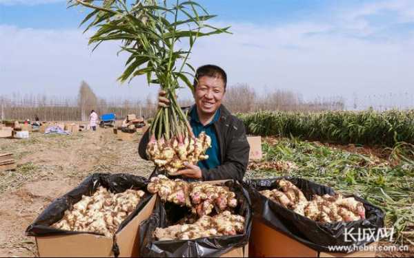 睢宁生姜（徐州生姜种植基地）-图1