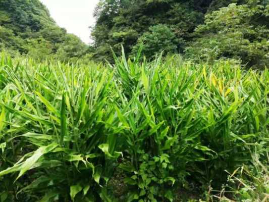 叶子象生姜但不是生姜l（叶子像生姜的植物图片和名称）-图3