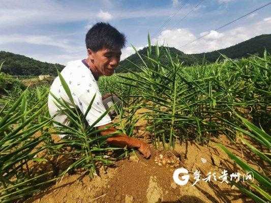 镇宁县丁旗镇生姜价格多少（镇宁丁旗的经济怎样）-图1