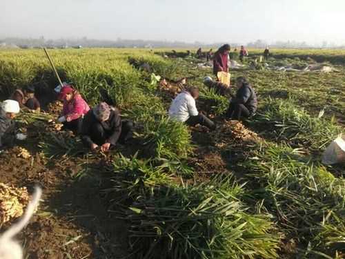 河南农村大集上生姜零售价（河南生姜种植基地）-图1