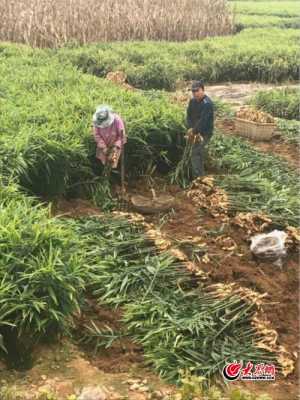 生姜种植田产量（生姜种植亩产）