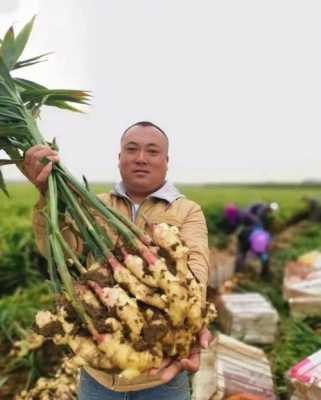 生姜怎样种不会腐烂呢（生姜要怎么种才达到高产）