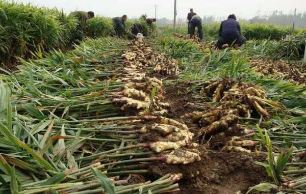 种植一亩地生姜成本多少（种植一亩地生姜成本多少钱）-图3