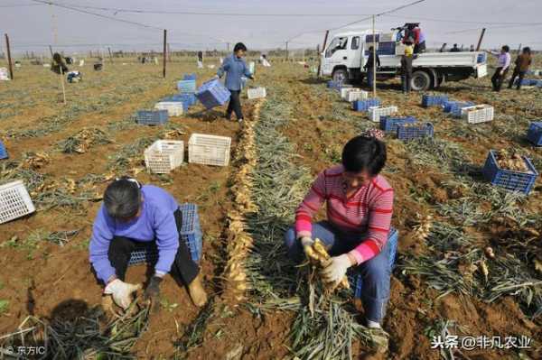 种植一亩地生姜成本多少（种植一亩地生姜成本多少钱）-图2