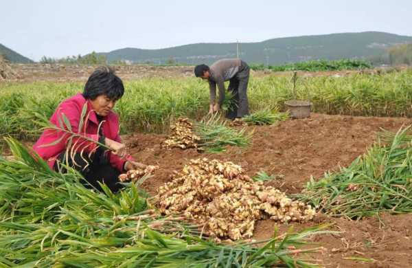 东北生殖生姜（东北生殖生姜种植基地）-图3