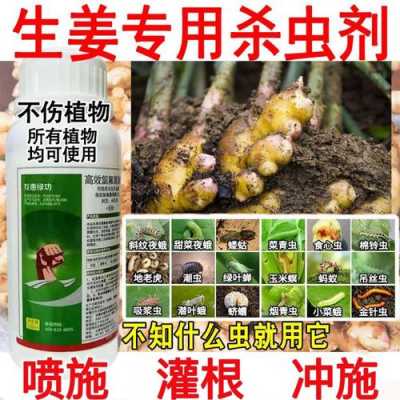 生姜用不用不用就记下害虫（生姜防虫吗）-图2