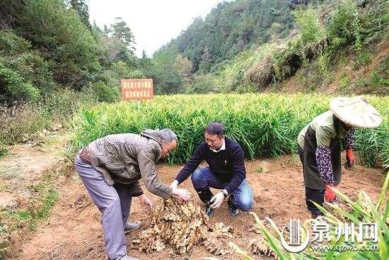 德化种生姜（德化生姜哪里比较多）-图2