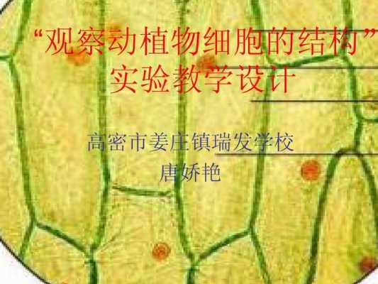 生姜油细胞实验（生姜中的油细胞）-图3