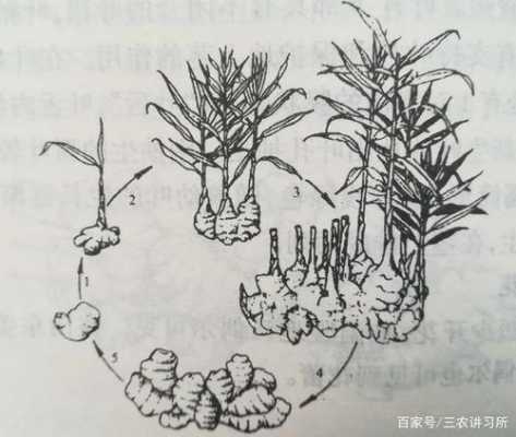 生姜生长简笔画（生姜生长简笔画图片大全）-图1