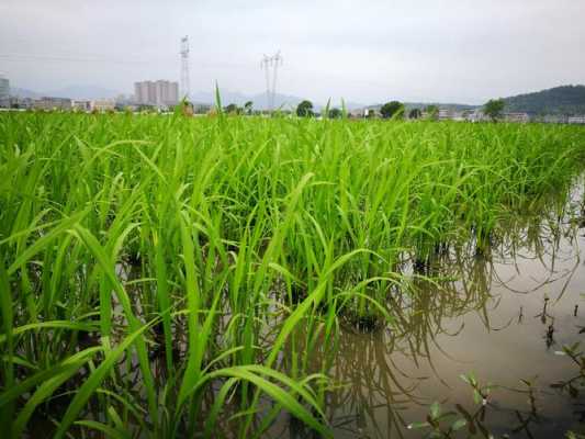 水稻田能种生姜吗吗（水稻田里能种什么）-图1