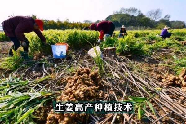 种植生姜做菜（种植菜姜技术）