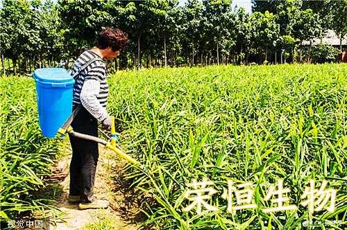 生姜几月追肥（生姜几月追肥效果最好）-图2