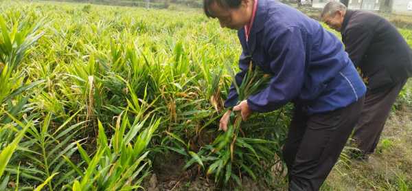 桂东不种生姜（桂东生姜种植基地）-图3