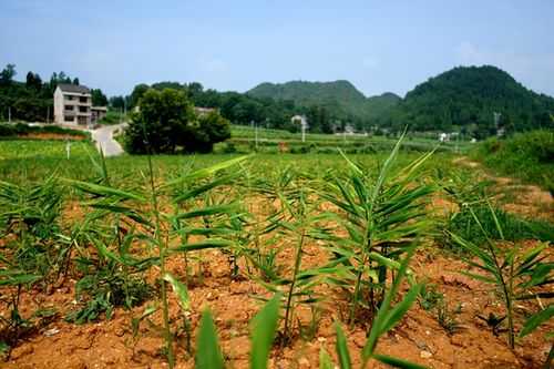 桂东不种生姜（桂东生姜种植基地）-图2