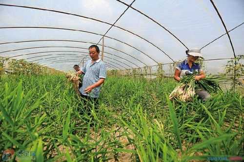 大棚种植生姜怎样选位置（大棚种植生姜投入收益）-图1