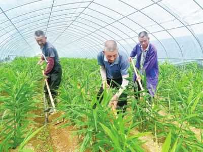 大棚种植生姜怎样选位置（大棚种植生姜投入收益）-图2