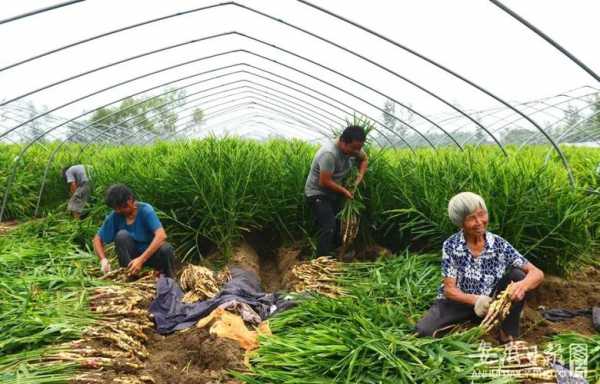 阜阳生姜种植地区（阜阳哪里种植生姜）-图3