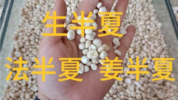 中药半夏和生姜的作用（半夏配生姜的作用）-图1