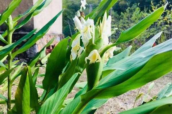 为什么生姜要开花才能种植（为什么生姜要开花才能种植呢）