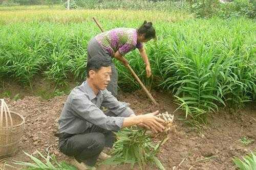 生姜的种植管理和技术视频（生姜的种植管理和技术视频教程）