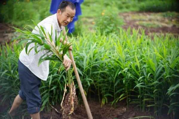 生姜地里套种谷子吗（种生姜能盖地膜吗）