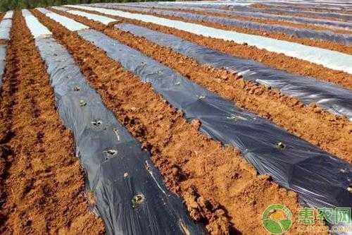 种植生姜地膜覆盖能不能打（地膜生姜需要什么肥料做底肥）